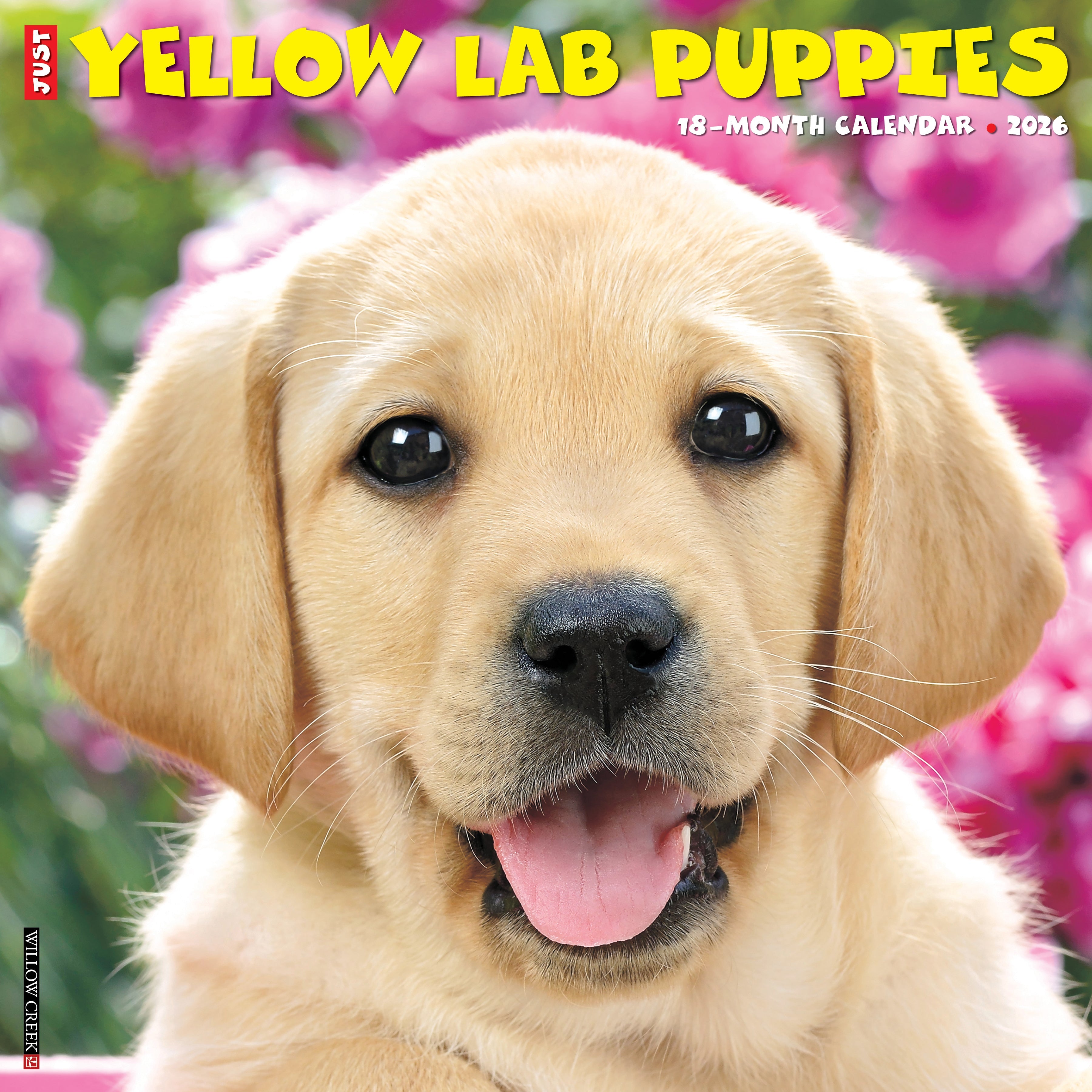 Yellow Lab Puppies 2026 wall calendar, 12x12 inches with cute puppy photos