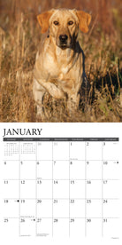 2026 wall calendar with Yellow Lab dog images for planning and note-taking