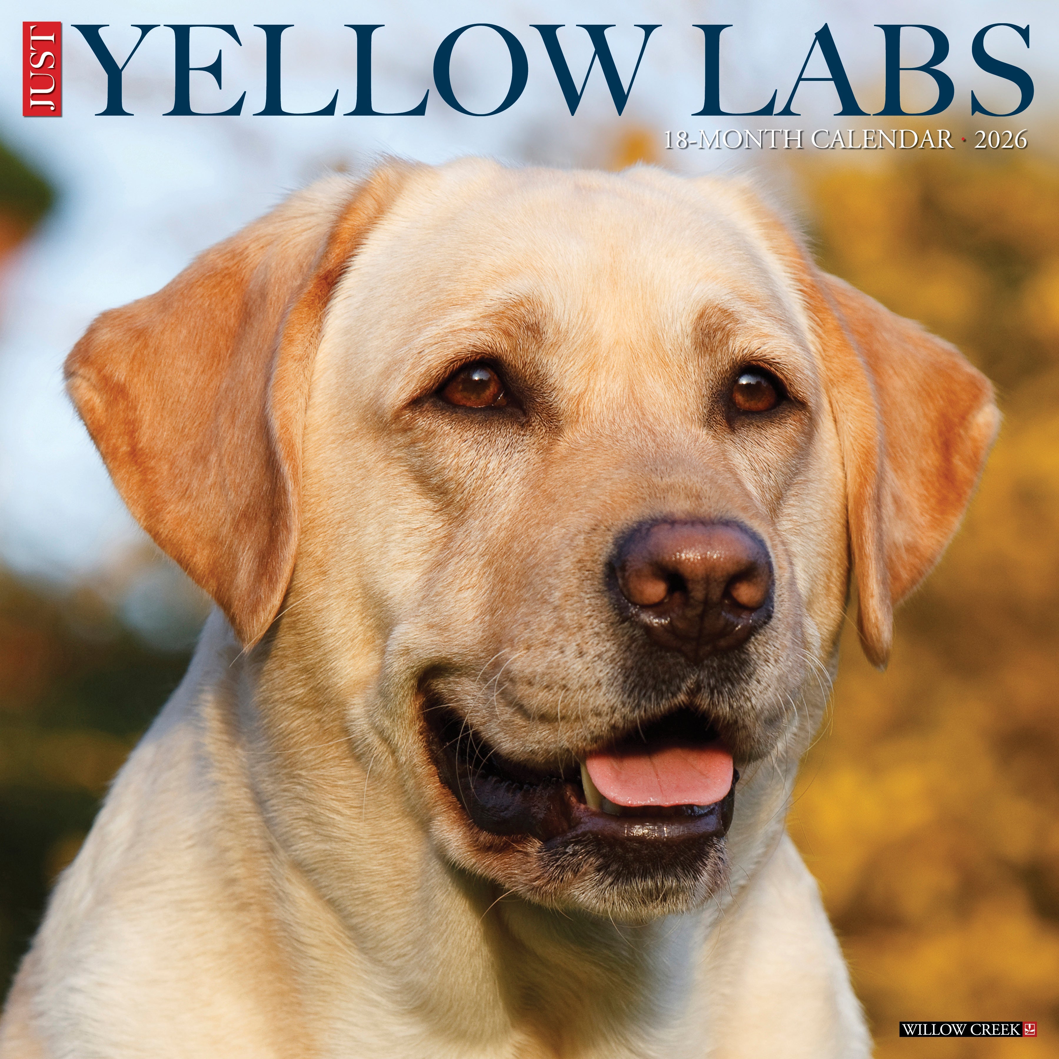 Yellow Labs 2026 wall calendar, 12x12 inches with cute dog photos