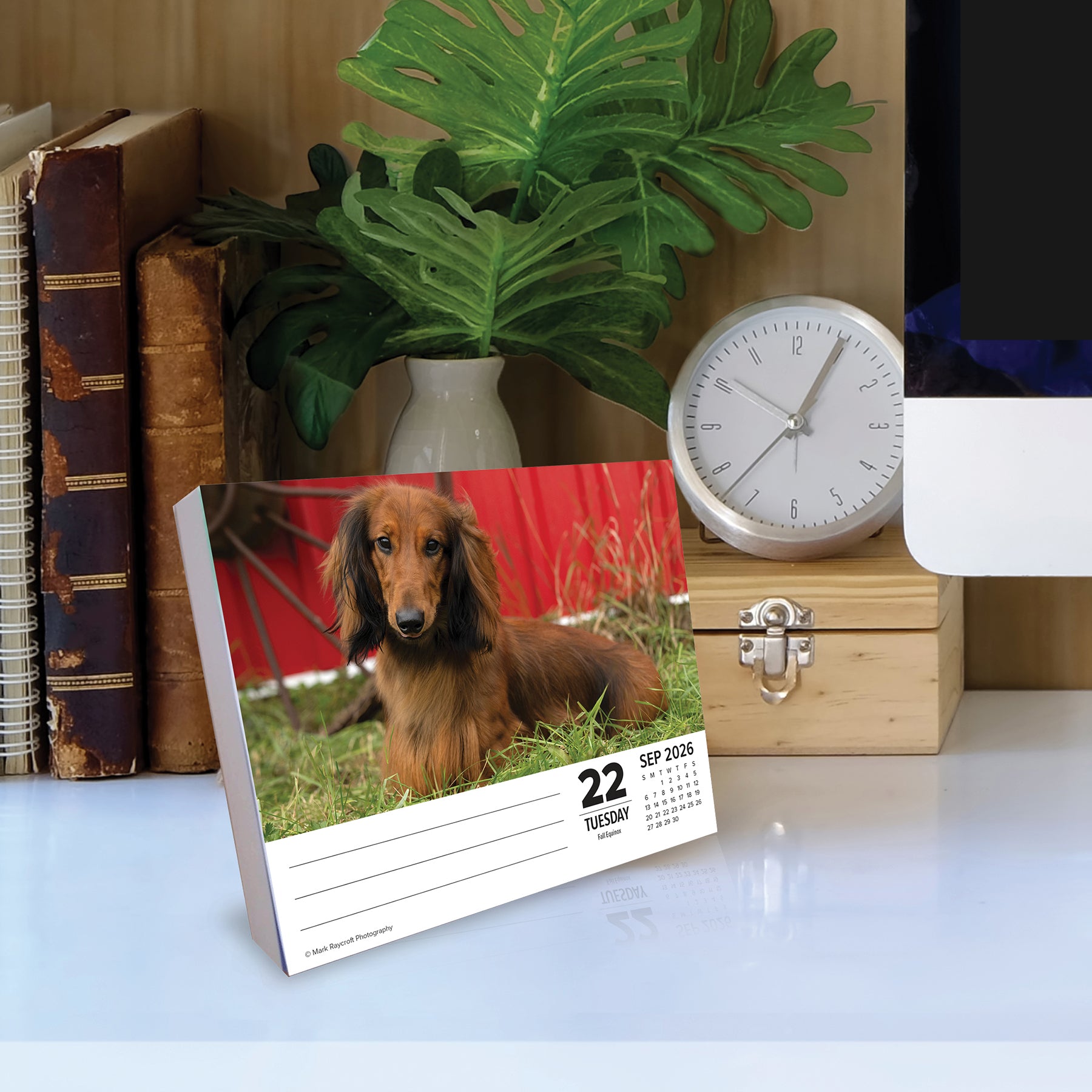 2026 Daily Box Calendar featuring a Dachshund on a desk with books, plant, and clock, September 22.