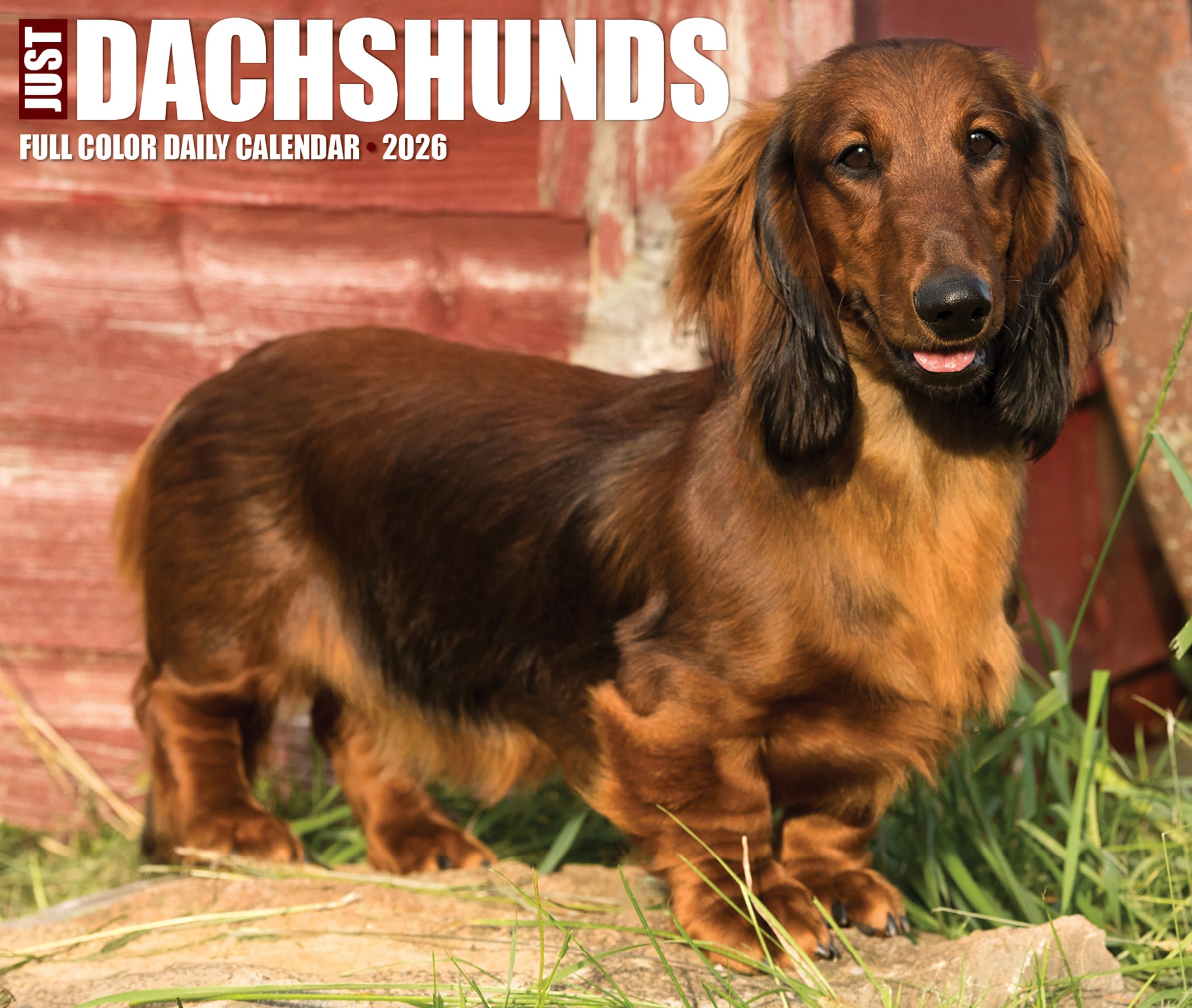 Dachshunds 2026 Daily Box Calendar featuring a charming long-haired dachshund on a sunny day.
