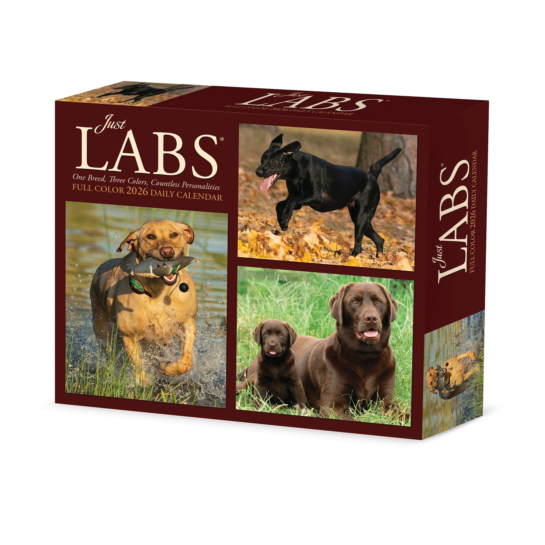 Just Labs 2026 Daily Box Calendar featuring adorable Labrador Retriever images, perfect for dog lovers.