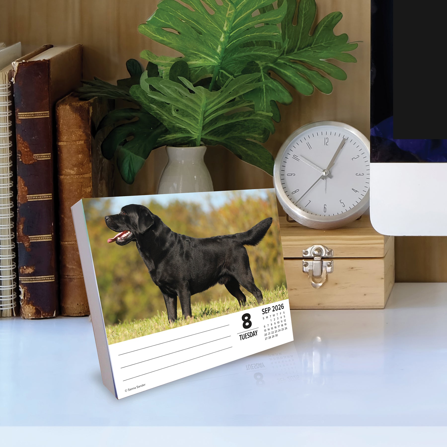 2026 Daily Box Calendar featuring a black Labrador Retriever on September 8th, set in a stylish desk environment.