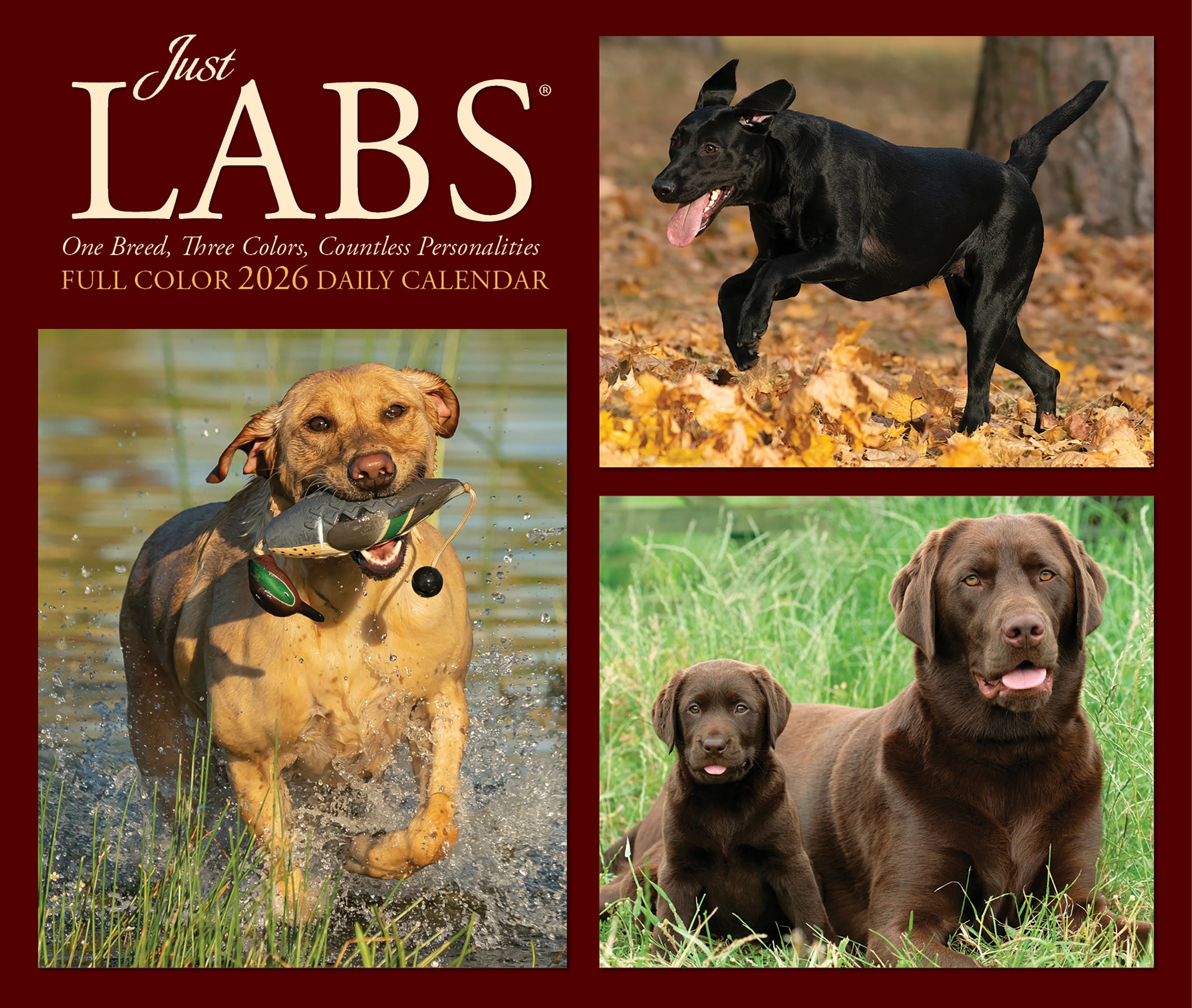 Just Labs 2026 Daily Box Calendar featuring Labrador Retrievers in action and in various poses.