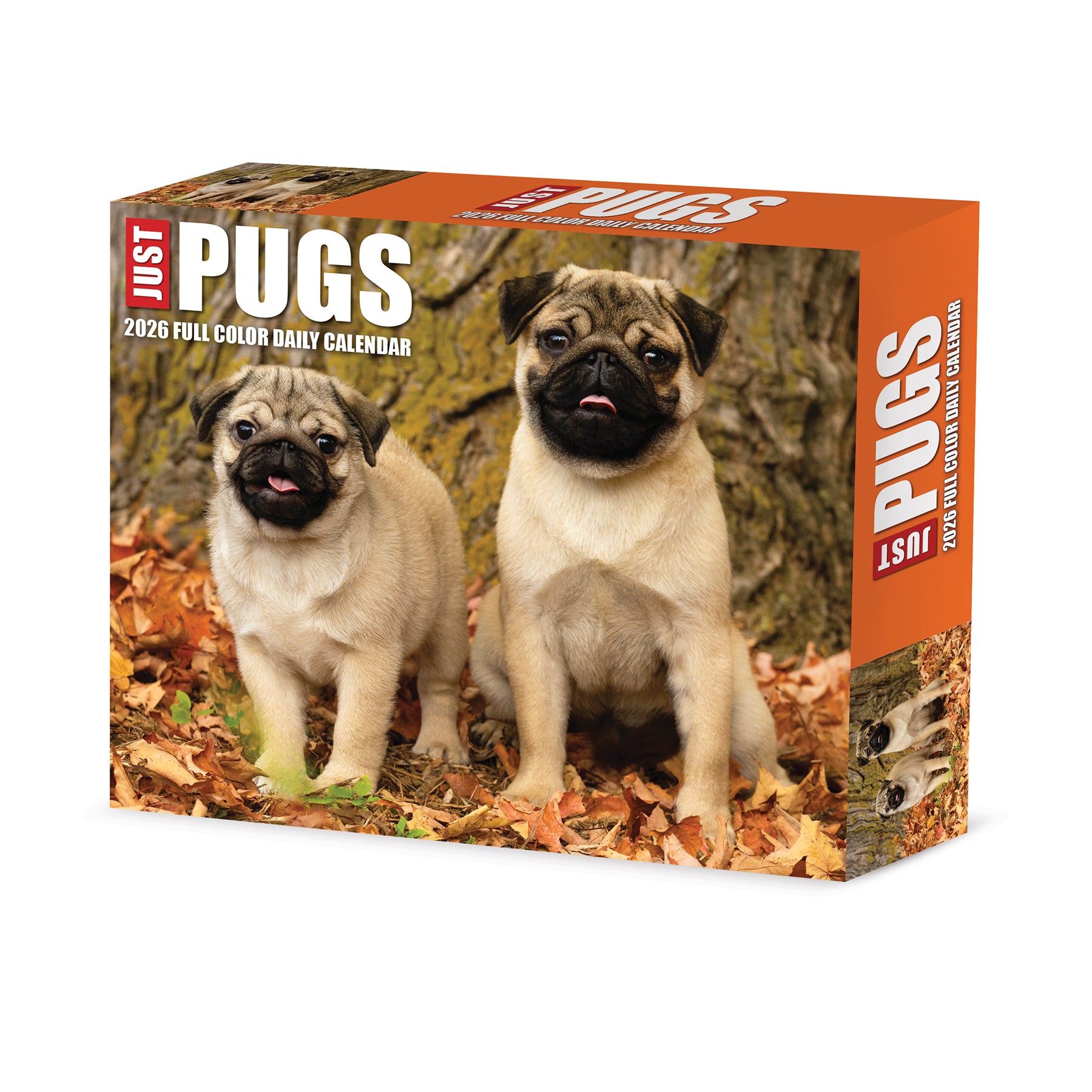 Just Pugs 2026 Daily Box Calendar with two cute pugs among autumn leaves displaying loyalty and charm.