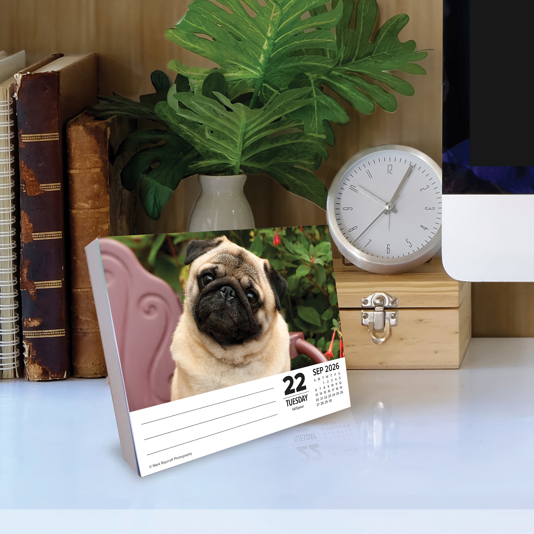 2026 Daily Box Calendar featuring an adorable pug against a home decor background with plants and books.