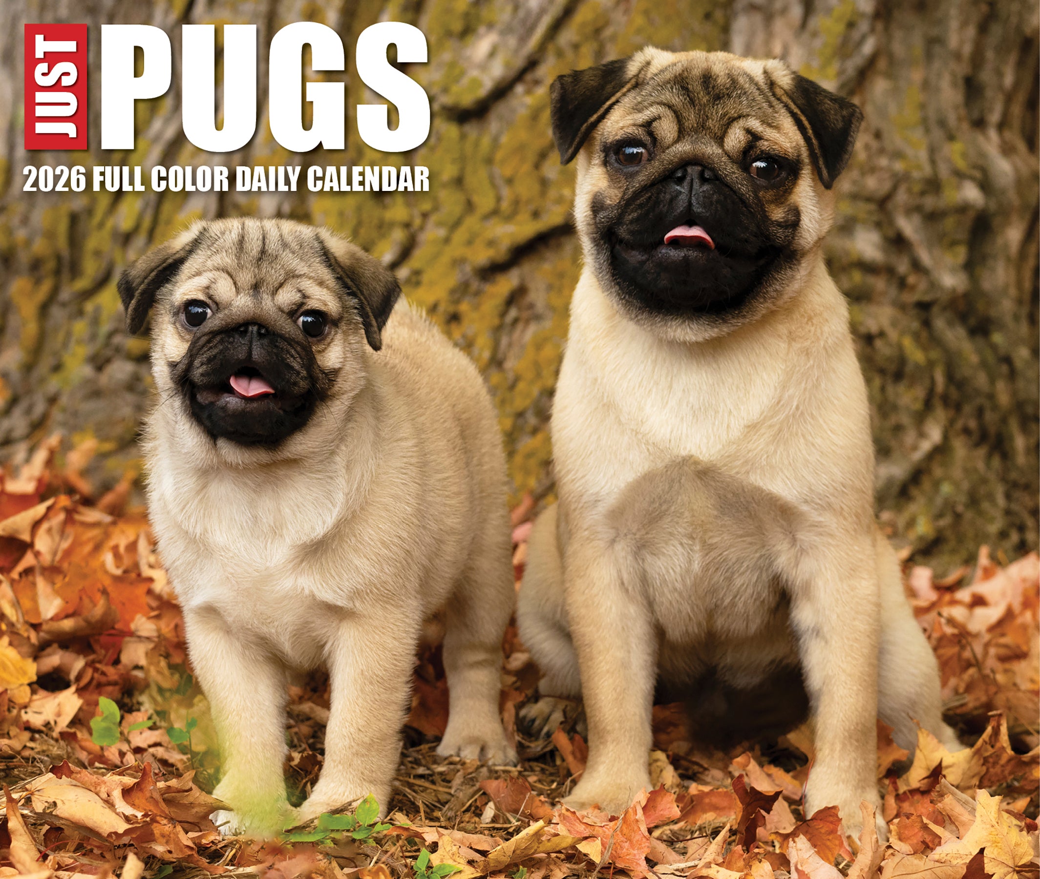 Just Pugs 2026 Daily Box Calendar cover image featuring adorable pugs among autumn leaves.
