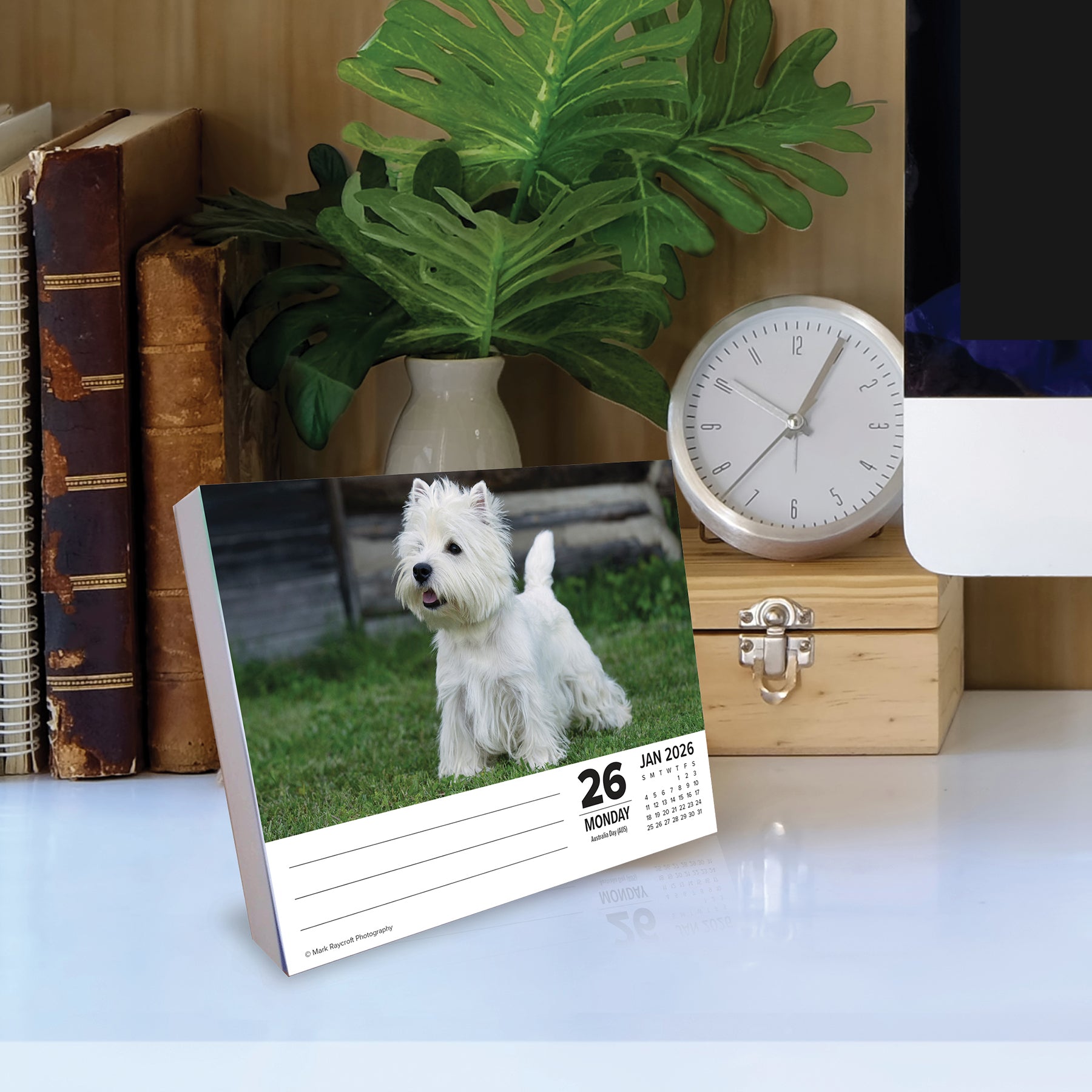 2026 Daily Box Calendar featuring a playful West Highland White Terrier on January 26, 2026, adding charm to your desk.