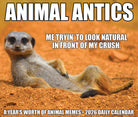 Meerkat posing humorously for the 2026 Daily Box Calendar, showcasing animal antics and memes.