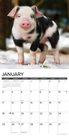 Farm animal pig 2026 Wall Calendar with large date grids