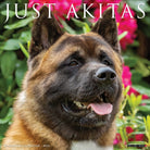 Akitas 2026 Wall Calendar featuring adorable Akita dog photos