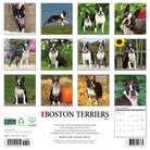 Dog lovers’ 2026 Wall Calendar – Boston Terriers edition with playful and loyal dogs