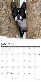 Boston Terriers 12" x 12" 2026 Wall Calendar with large grids for notes and appointments