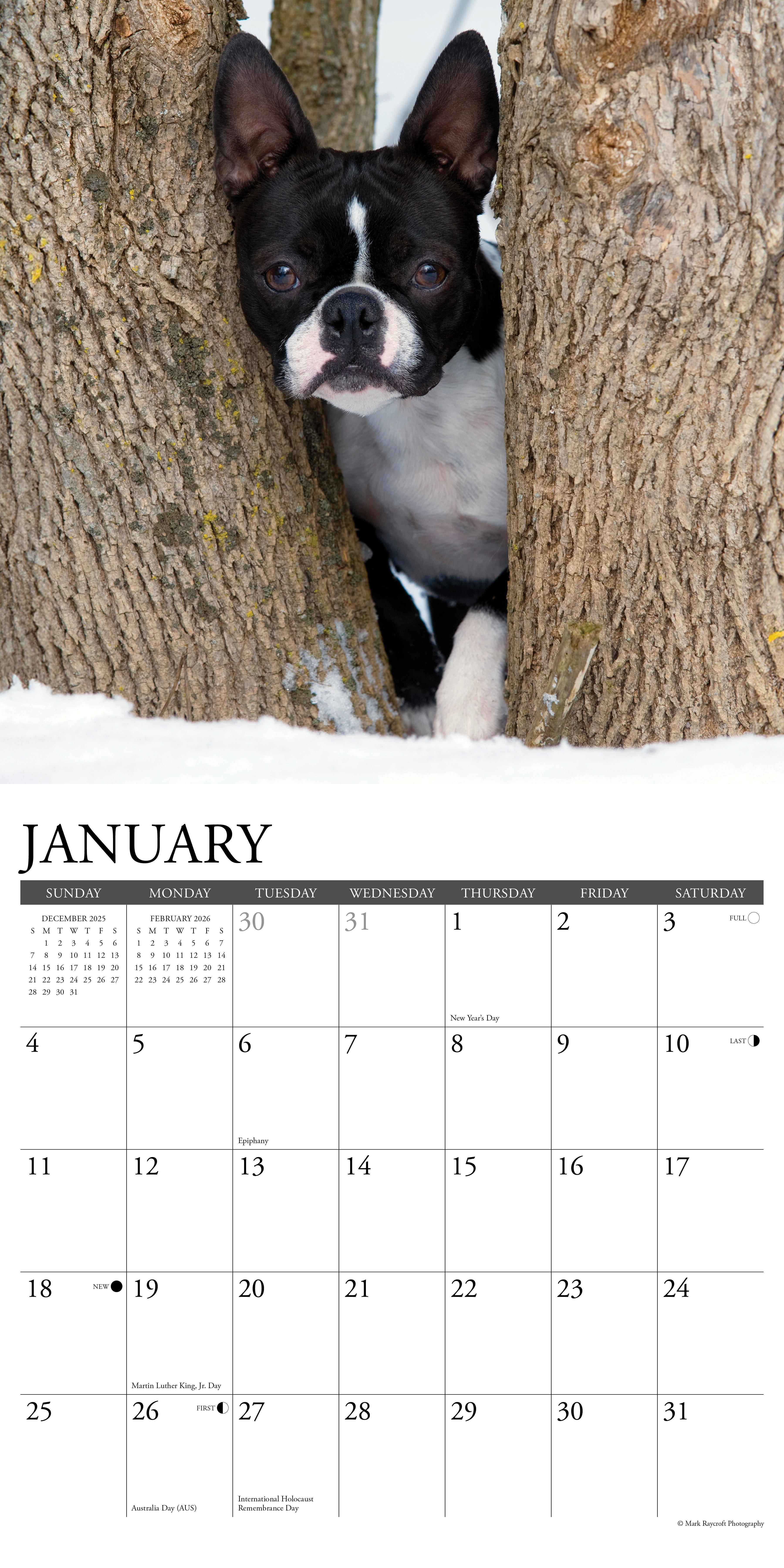 Boston Terriers 12" x 12" 2026 Wall Calendar with large grids for notes and appointments