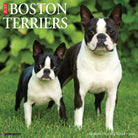 Boston Terriers 2026 Wall Calendar featuring adorable dog photography