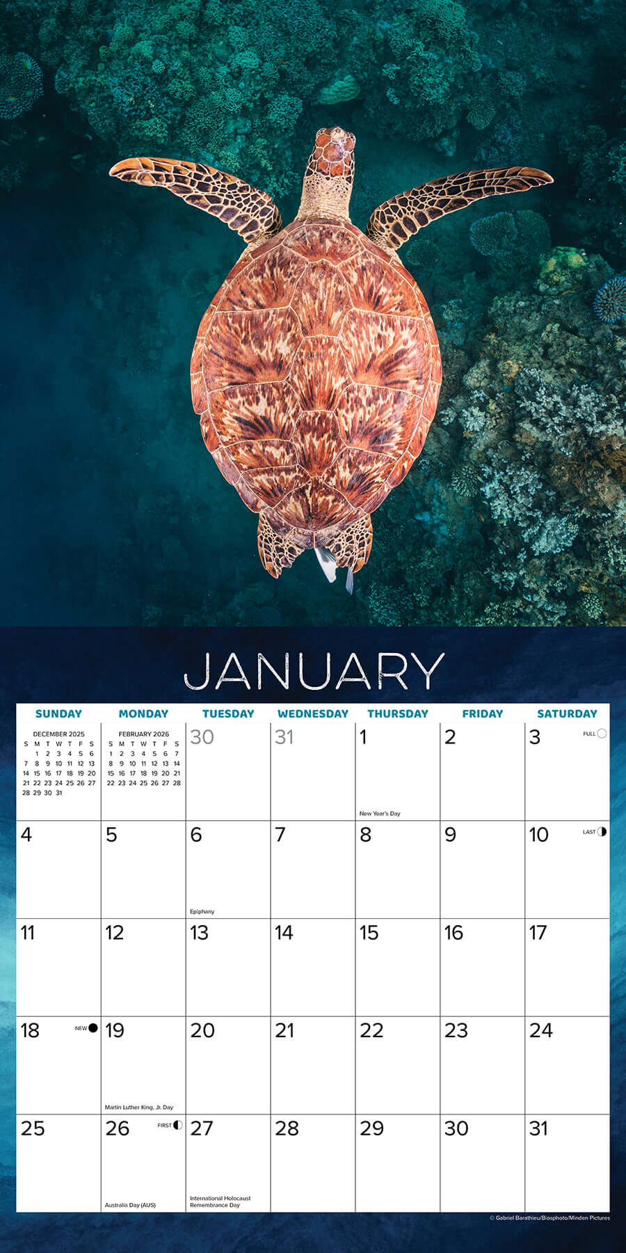 Sea Turtles 2026 wall calendar featuring a turtle swimming over a vibrant coral reef.