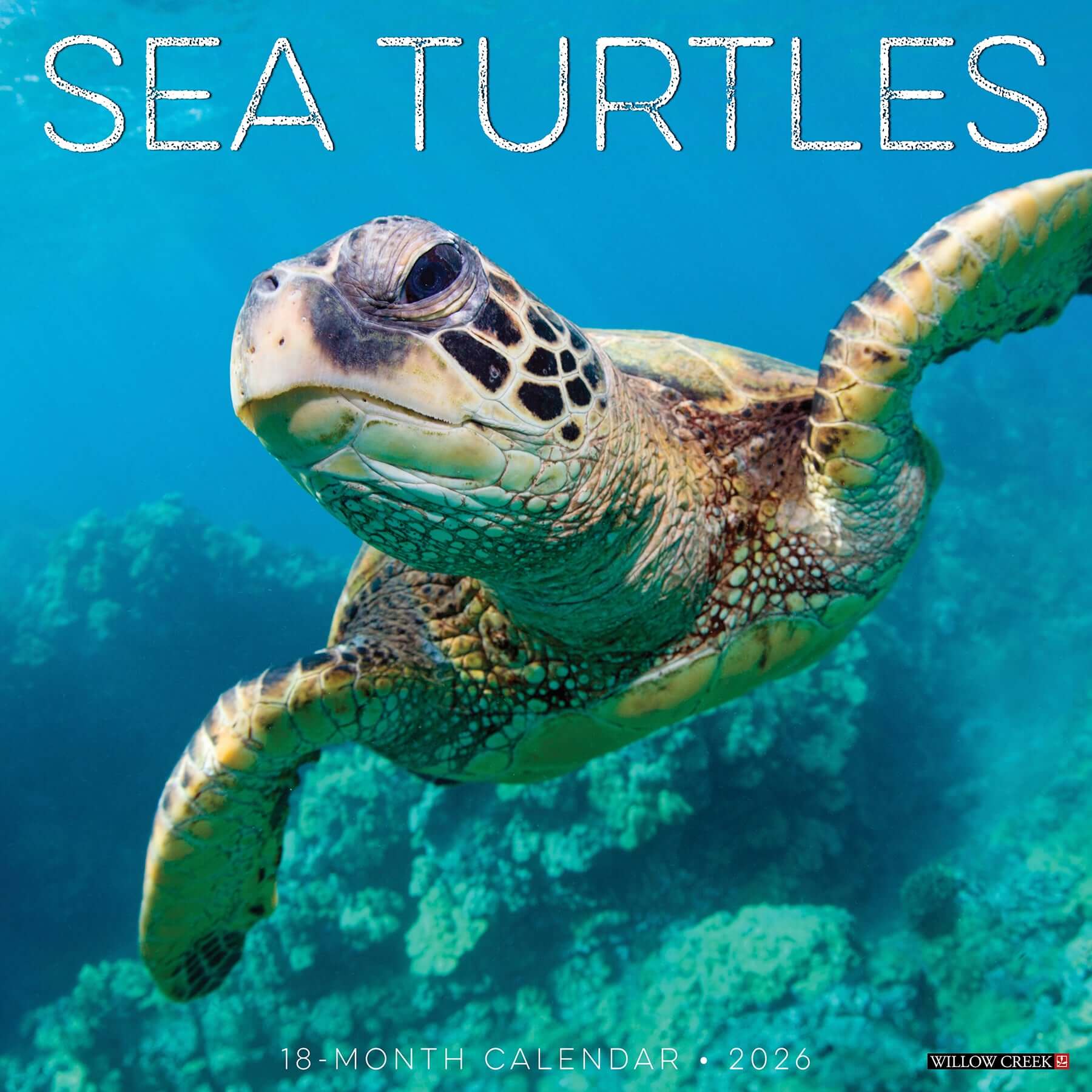 2026 Sea Turtles calendar cover featuring a graceful turtle swimming in vibrant blue waters.