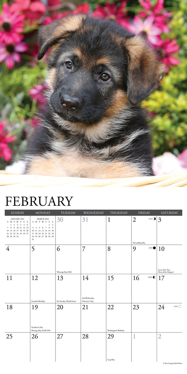 just-german-shepherd-puppies-2024-wall-calendar-willow-creek-press