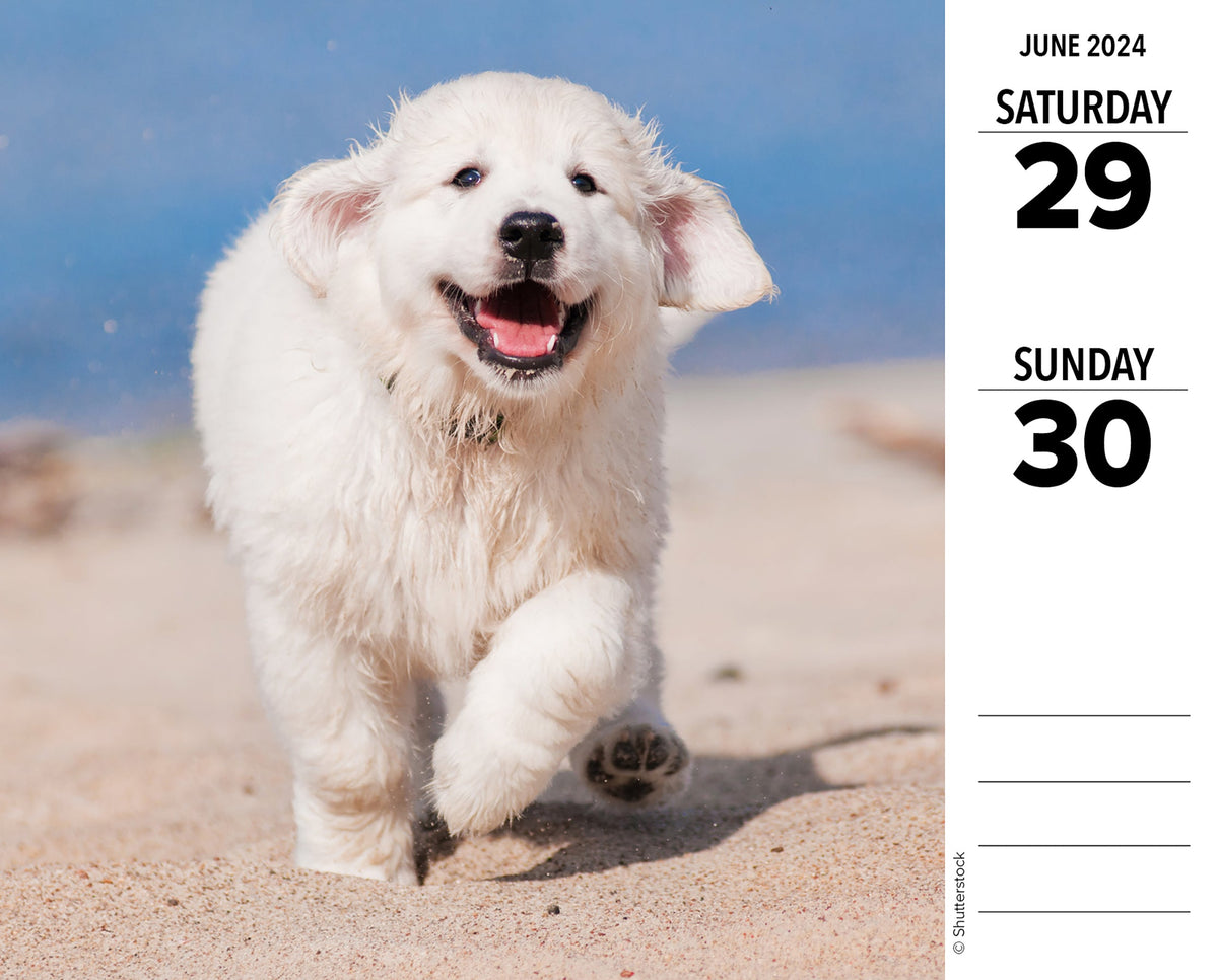 Goldens 2024 Box Calendar Willow Creek Press