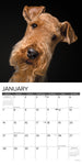 Just Airedale Terriers 2024 12" x 12" Wall Calendar