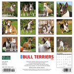 Just Bull Terriers 2024 Wall Calendar