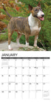 Just Bull Terriers 2024 Wall Calendar