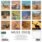 Mule Deer 2024 12" x 12" Wall Calendar