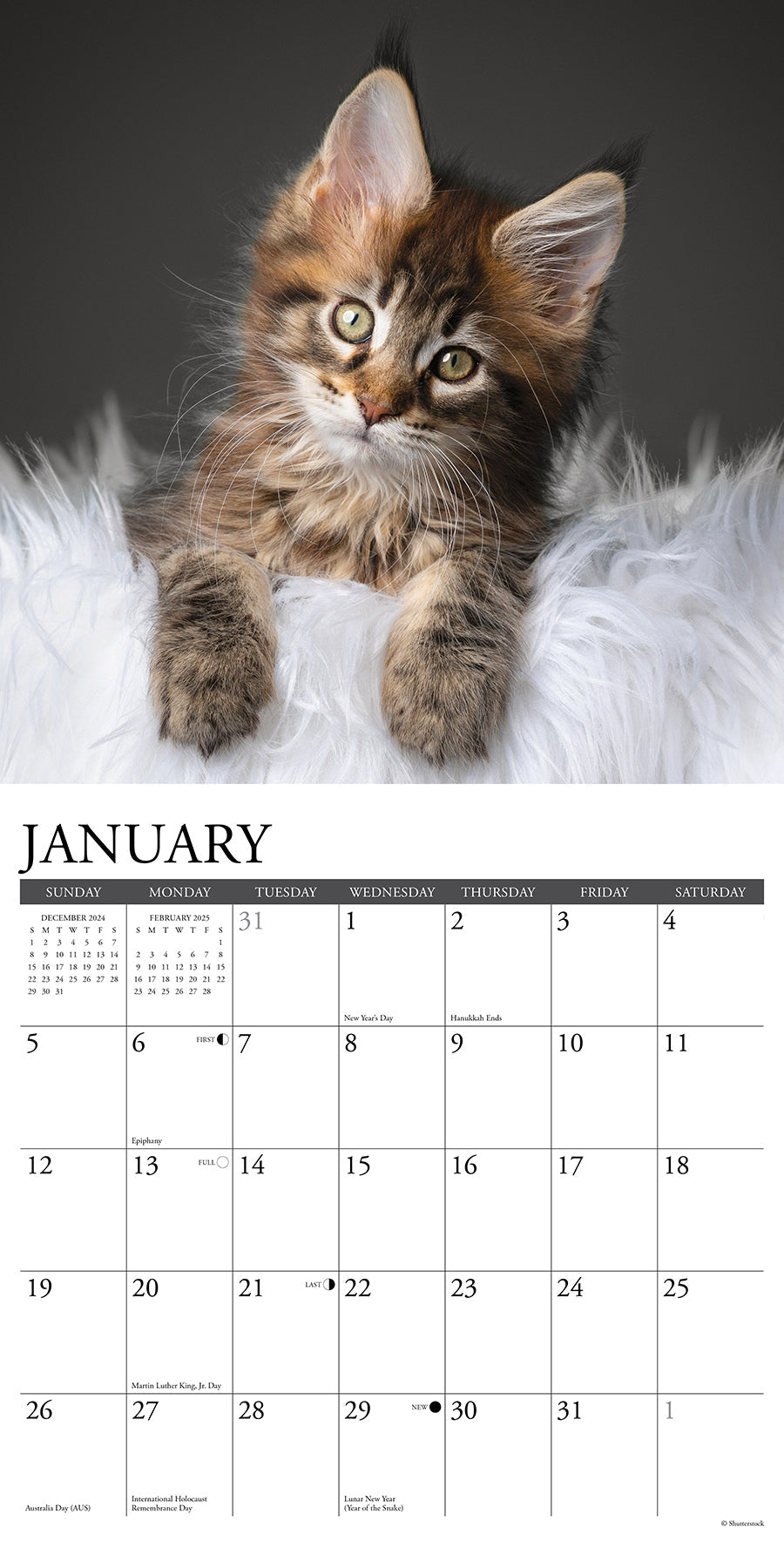 Maine Coon Kittens 2025 Wall Calendar – Willow Creek Press