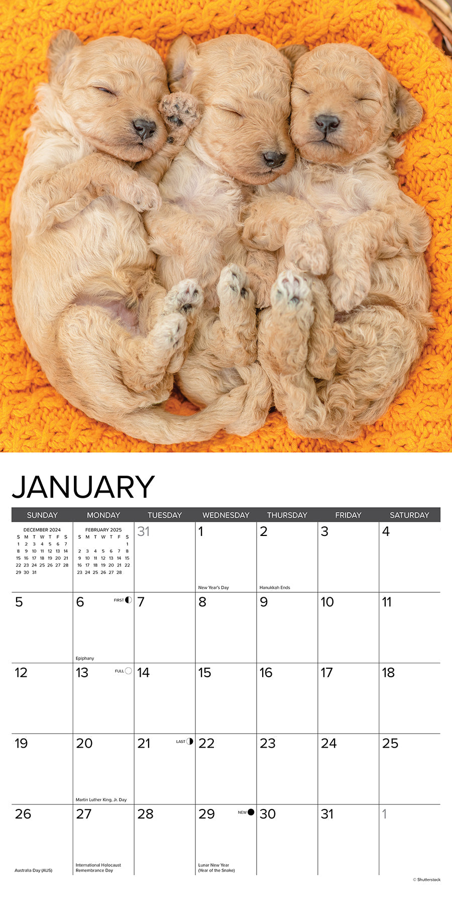 最も完璧な Calendar Wall 2025 Puppies Poodle – Press Creek Willow Pets&AnimalCare