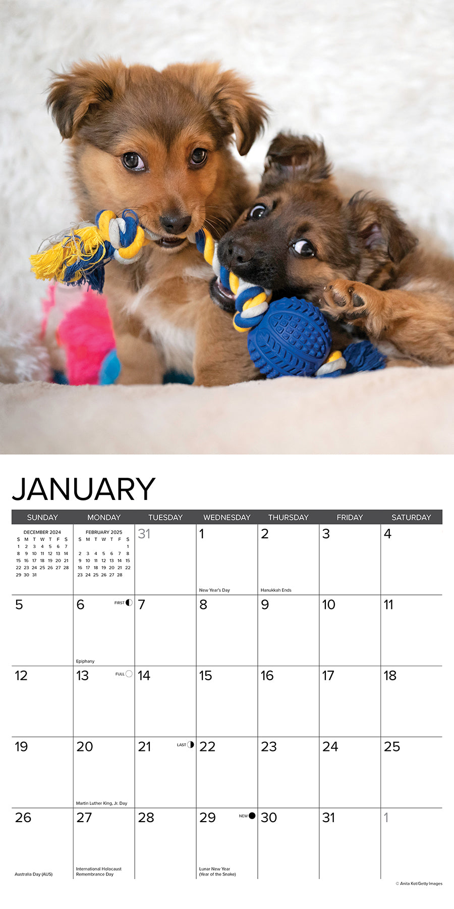 Puppy Playmates 2025 Wall Calendar – Willow Creek Press puppy-playmates-2025-wall-calendar-willow-creek-press