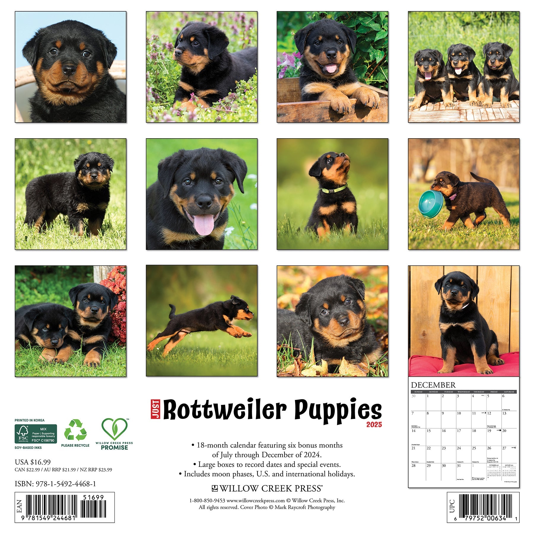 Rottweiler Puppies 2025 Wall Calendar – Willow Creek Press