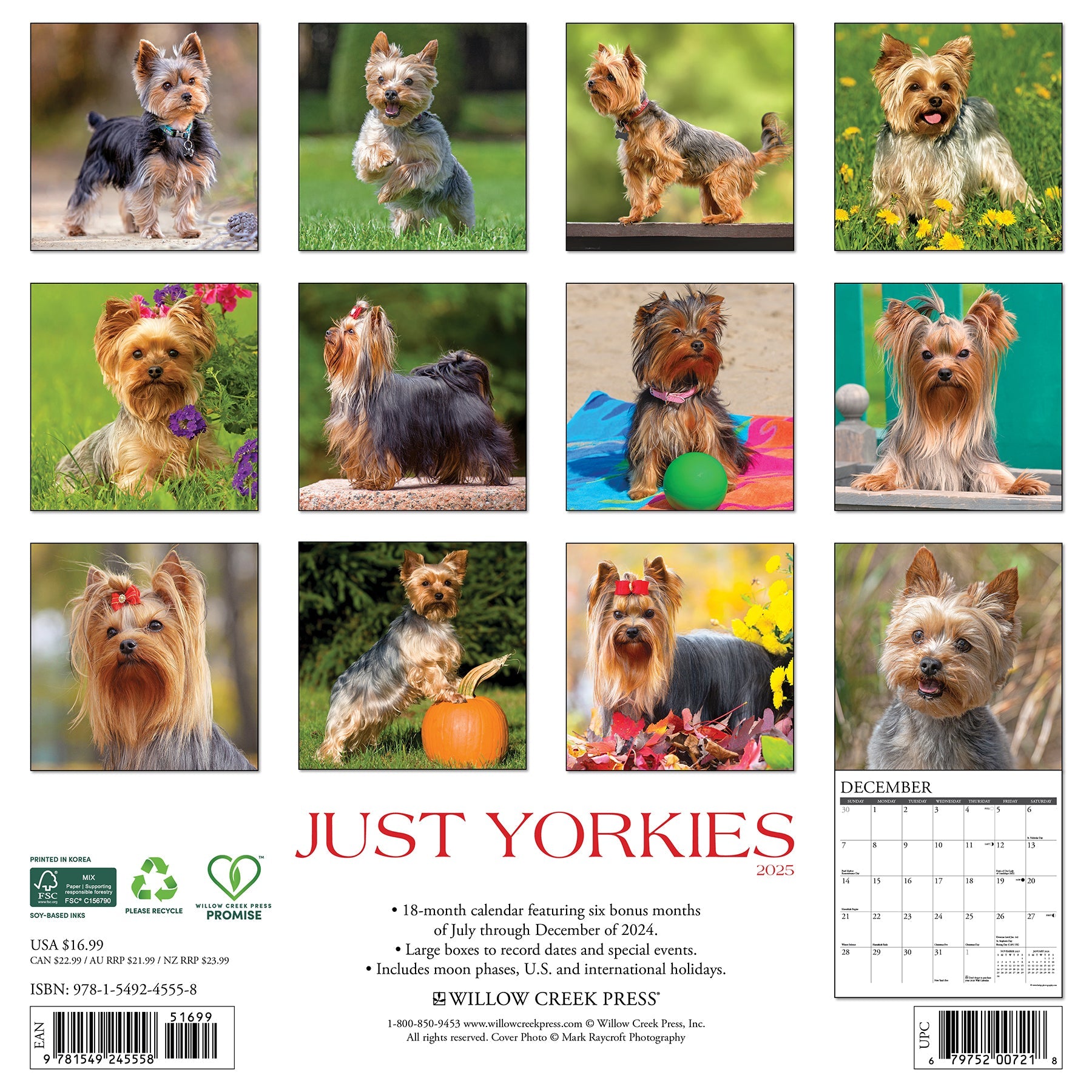 Yorkies 2025 Wall Calendar – Willow Creek Press