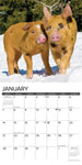 12 Little Piggies 2024 12" x 12" Wall Calendar