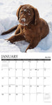 12 Uses for a Lab 2024 12" x 12" Wall Calendar