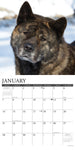 Just Akitas 2024 12" x 12" Wall Calendar