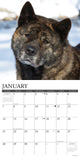 Just Akitas 2024 12" x 12" Wall Calendar