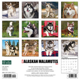 Just Alaskan Malamutes 2024 12" x 12" Wall Calendar