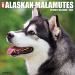 Just Alaskan Malamutes 2024 12" x 12" Wall Calendar