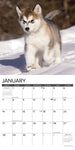 Just Alaskan Malamutes 2024 12" x 12" Wall Calendar