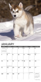 Just Alaskan Malamutes 2024 12" x 12" Wall Calendar