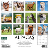 Alpacas 2024 12" x 12" Wall Calendar