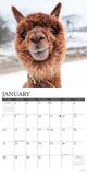Alpacas 2024 12" x 12" Wall Calendar
