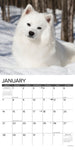 Just American Eskimos 2024 12" x 12" Wall Calendar