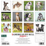 Just American Pit Bull Terrier Puppies 2024 12" x 12" Wall Calendar