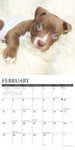 Just American Pit Bull Terrier Puppies 2024 12" x 12" Wall Calendar