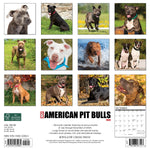 Just American Pit Bull Terriers 2024 12" x 12" Wall Calendar