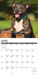 Just American Pit Bull Terriers 2024 12" x 12" Wall Calendar