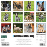 Just Australian Cattle Dogs 2024 12" x 12" Wall Calendar