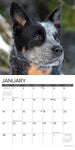 Just Australian Cattle Dogs 2024 12" x 12" Wall Calendar