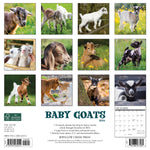 Baby Goats 2024 12" x 12" Wall Calendar